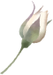 装飾