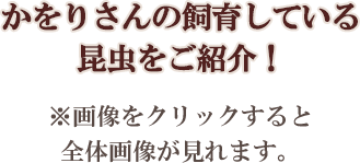 かをりさんの飼育している昆虫をご紹介！